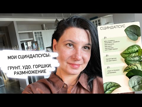 Видео: Мои сциндапсусы: грунт, горшки, лучшие сорта, удобрения