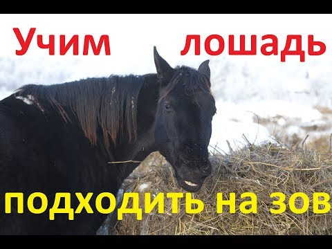 Видео: Как научить лошадь подходить на зов.