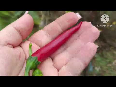Видео: Октябрьские выходные