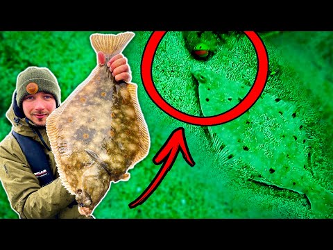 Видео: УНИКАЛЬНЫЕ ПОДВОДНЫЕ СЪЕМКИ ЛОВЛИ КАМБАЛЫ В НОРВЕГИИ| Team Galant