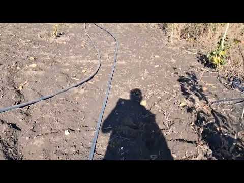 Видео: 31 жовтня 2025 р.