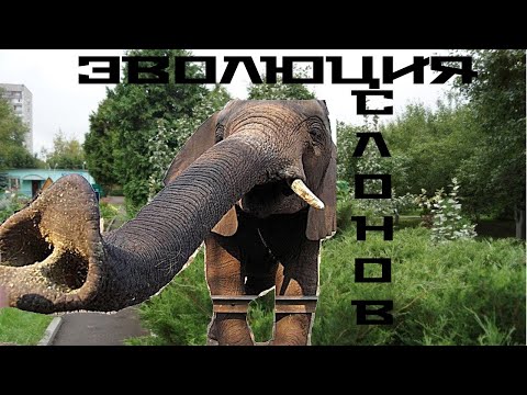 Видео: Эволюция хоботных