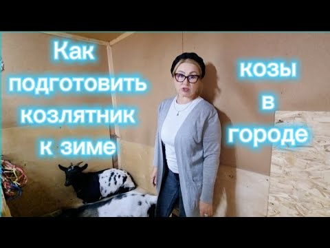 Видео: Козы в городе 🐐! Как  подготовить козлятник к зиме?