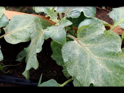 Видео: Что Работает И Что Не Работает В Борьбе С Паутинным Клещом.