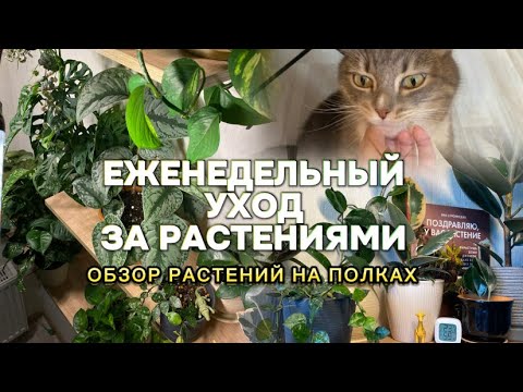 Видео: Еженедельный уход за комнатными растениями, обзор растений