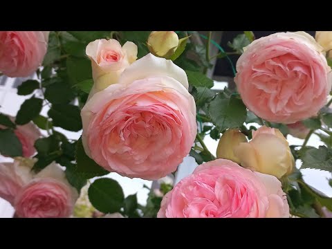 Видео: Как цветёт плетистая роза Пьер де Ронсар? Climbing rose Pierre de Ronsard bloom. (Eden rose )