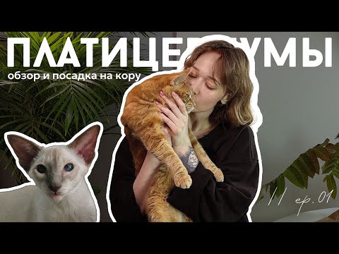 Видео: платицериумы из Таиланда — обзор и посадка на кору // ep.01