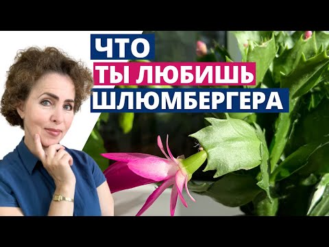 Видео: ДЕКАБРИСТ: Тонкости и Секреты Ухода