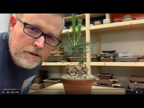 Видео: Бонсаифай | Раннее развитие сосны — не пропустите этот важный шаг