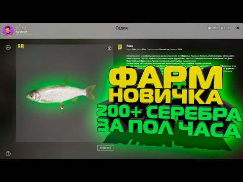 Видео: Фарм для новичка в РР4, 200+ СЕРЕБРА за ПОЛ ЧАСА Реального времени, русская рыбалка 4,Вьюнок,елец