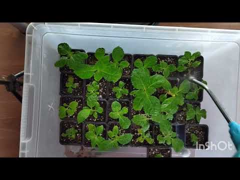 Видео: Только так теперь выращиваю черенки гортензий