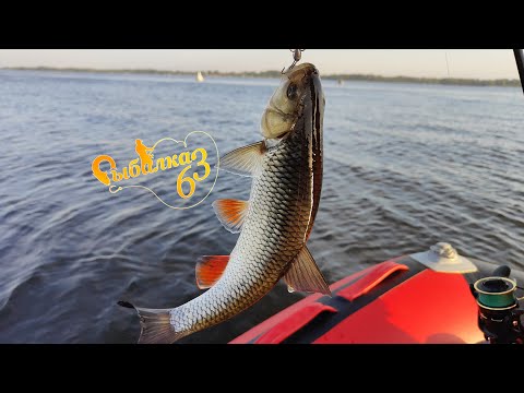 Видео: Уникальная стоянка Голавля на Волге: Рыбалка в жаркие дни