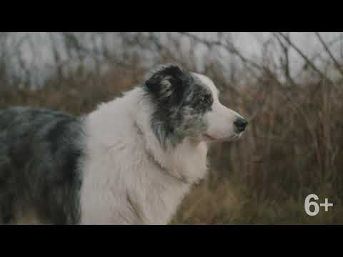 Видео: Добрые дела на краю света.  Серия 7 -  Канистерапия