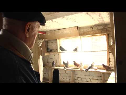Видео: Николаевские голуби  Черновцы