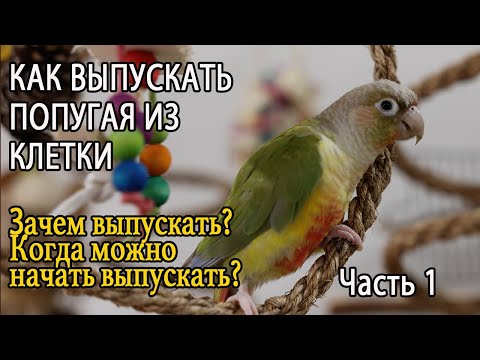 Видео: КАК ВЫПУСКАТЬ ПОПУГАЯ ИЗ КЛЕТКИ Часть 1