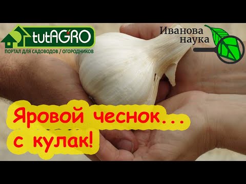 Видео: ТАКОГО ВЫ ЕЩЁ НЕ ВИДЕЛИ! Яровой чеснок - С КУЛАК! Как вырастить крупный яровой чеснок.