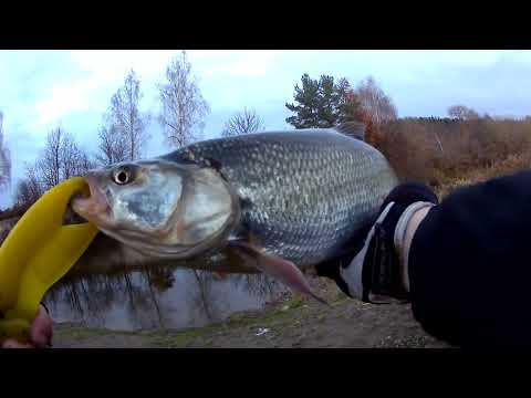 Видео: Спінінгова риболовля 14.11.25. ДЖИГ!