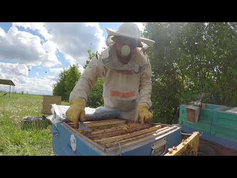Видео: Пасека 2025. Работы с семьёй, вошедшей в роевое состояние.