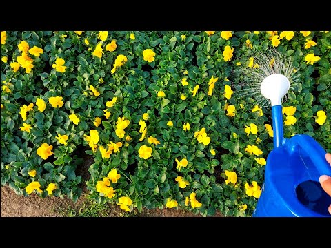 Видео: САМОЕ ЛУЧШЕЕ УДОБРЕНИЕ ДЛЯ ЦВЕТОЧНЫХ КУЛЬТУР В ФАЗЕ ЦВЕТЕНИЯ. Заставим цвести с ФОСФОРОМ и КАЛИЕМ.