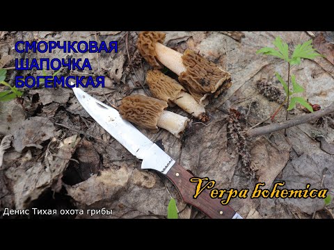 Видео: Сморчковая шапочка богемская | Verpa bohemica | ГРИБОТЕКА