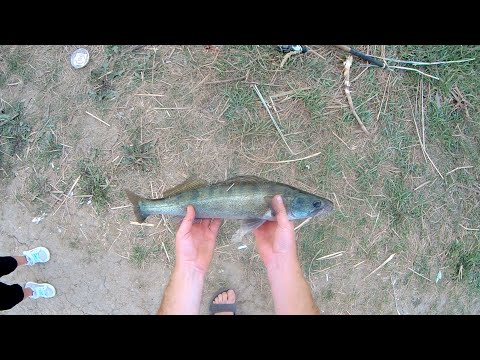 Видео: Судак на поплавок. Вечерний клёв. Маныч, веселовское водохранилище
