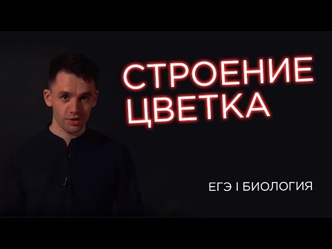 Видео: Строение цветка | ЕГЭ Биология | Даниил Дарвин