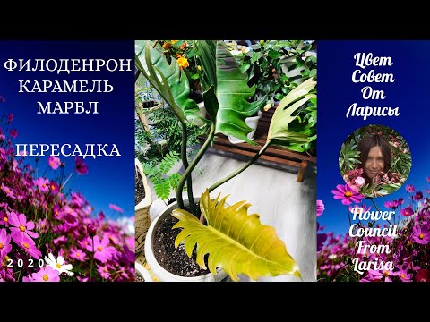 Видео: ФИЛОДЕНДРОН КАРАМЕЛЬ МАРБЛ ПЕРЕСАДКА 4К