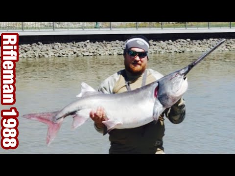 Видео: Веслонос речной динозавр! Как поймать веслоноса! Чёрная икра! Рыбалка в США! Как я стал браконьером