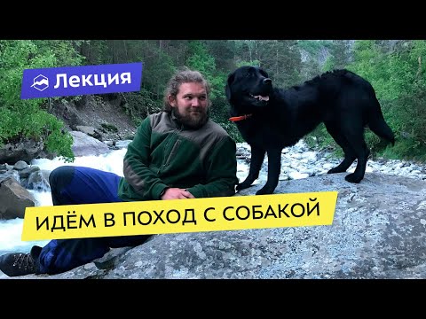 Видео: Идём в поход с собакой