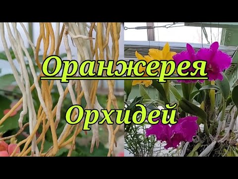 Видео: Оранжерея Орхидей.
