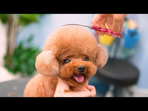 Видео: От пушистого до сказочного: новый облик милейшего щенка! 🛁✂️Звезда дня...