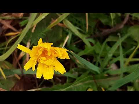 Видео: СЕКРЕТЫ ВЫРАЩИВАНИЯ КНЯЖЕНИКИ.УХОД ОСЕНЬЮ.