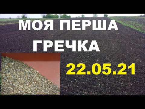 Видео: Гречка 2021. (Перший досвід)