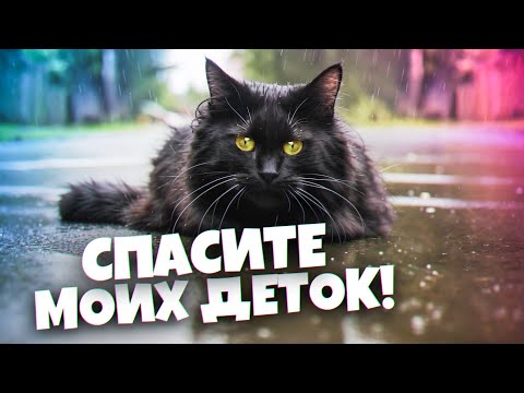 Видео: Беременная кошка просила людей о помощи. Вот что мы сделали / SANI vlog