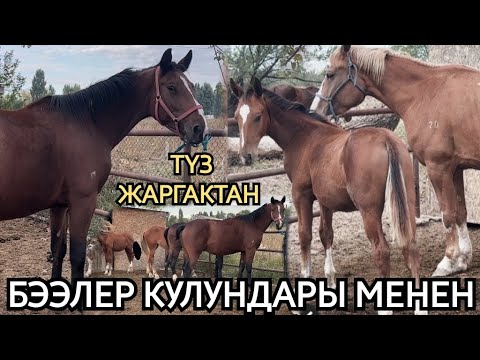 Видео: ЖАРГАК ПРЯМОЙ 😱КУЛУНДУУ ЧОҢ БЭЭЛЕР 🔥ДРОНДУН КУЛУНУ
