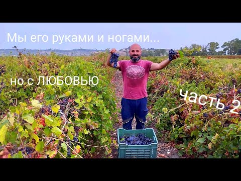 Видео: 44.  Дом на хуторе.  Из виноградника в бочку.  Положили плитку на пол и черепицу на крышу.