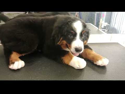 Видео: Бернский зененхунд щенок 2.5 месяца.