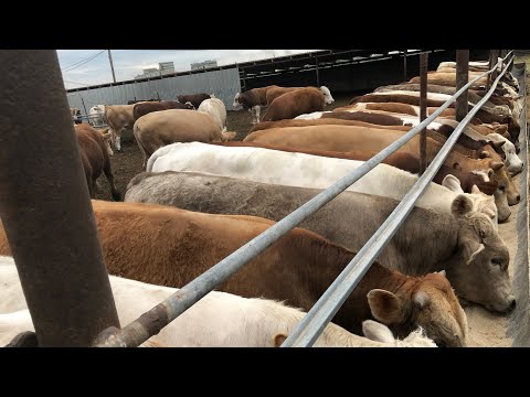 Видео: В КАКОМ ВОЗРАСТЕ ЛУЧШЕ СТАВИТЬ БЫКОВ НА #ОТКОРМ.