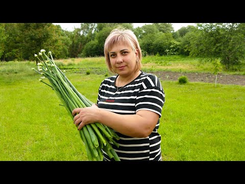 Видео: НАЙУЛЮБЛЕНІША ЗАКУСКА ЗА 10 ХВИЛИН. СМАЖЕНІ ЦИБУЛЕВІ СТРІЛКИ ДУЖЕ СМАЧНО.