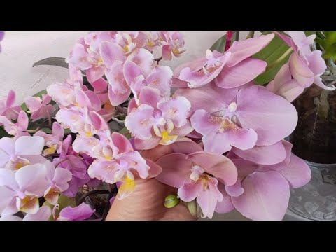 Видео: #41 Прогулка по ЦВЕТУЩИМ 🌺🌼🌺 полкам  в сентябре 2025
