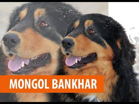 Видео: Монгол банхар | Mongolian Bankhar dog | Нохойн үүлдэр №12