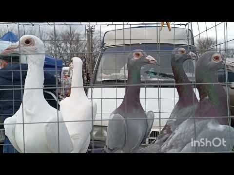 Видео: Птичий рынок/Ярмарка🐓 г.Кропоткин 26.11.23. / обзор птицы #цены #птичийрынок #ярмарка