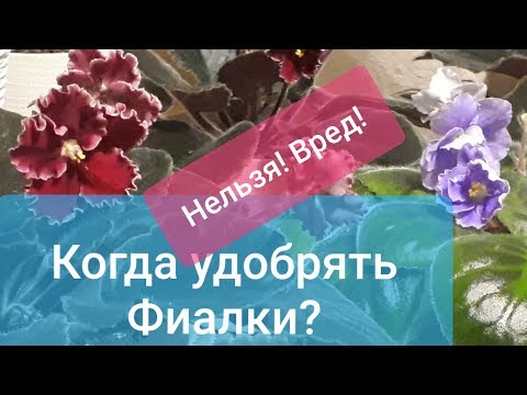 Видео: Когда НЕЛЬЗЯ удобрять фиалки? Основные правила внесения удобрения!