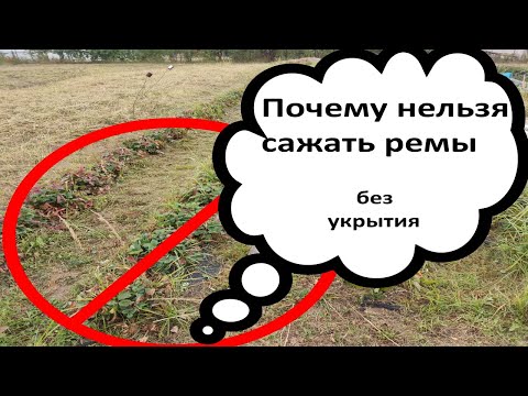 Видео: Почему нельзя сажать ремонтантные сорта без укрытия