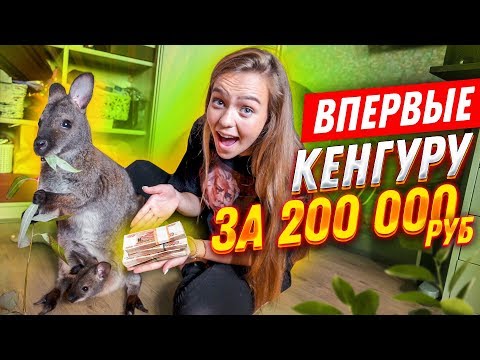 Видео: ВПЕРВЫЕ: КЕНГУРУ ЗА 200.000 рублей// 24 ЧАСА С НЕОБЫЧНЫМ ПИТОМЦЕМ