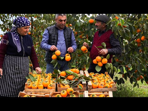 Видео: 🍂 Сушка Свежей Красной Хурмы 🍊🌾