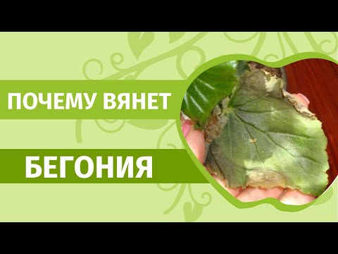 Видео: Почему вянут кончики листьев у бегонии.Как избежать ошибок при посадке и уходе за бегонией.