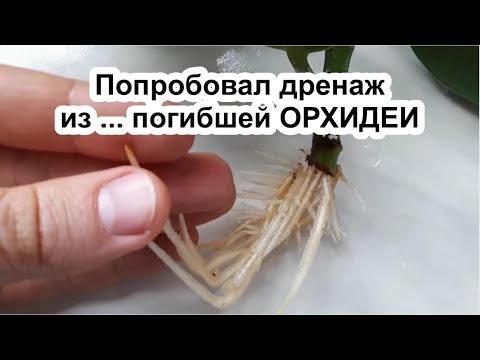 Видео: Дренаж из... ОРХИДЕИ! Фикус Эластика. Укоренение. Пересадка. Уход за фикусом в домашних условиях