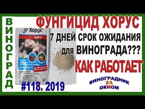 Видео: 🍇 Неужели ПРАВДА? ХОРУС на винограде. 7 дней срок ожидания. Фунгицид по милдью, оидиуму и гнилям.
