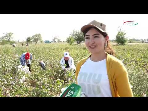Видео: Кӯмаки кормандони касбу кори гуногун ба заркорони ноҳияи Зафаробод.